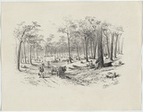 Artist: GILL, S.T. | Title: Iron Bark Gully from road to Bendigo. | Date: 1852 | Technique: lithograph, printed in black ink, from one stone