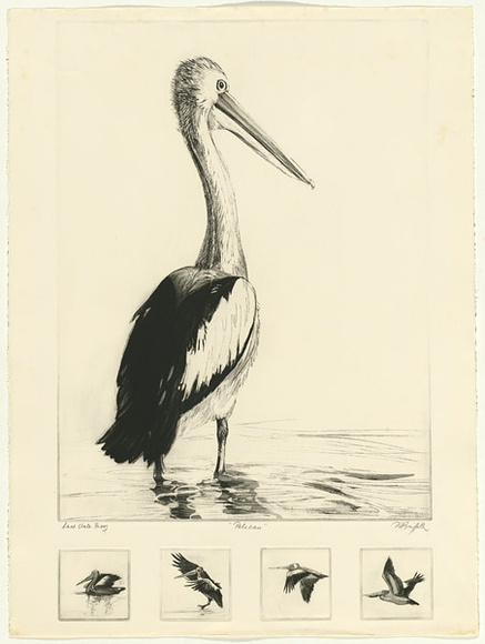 Artist: b'GRIFFITH, Pamela' | Title: b'Pelican' | Date: 1980 | Technique: b'etching, sugar lift, rocker, aquatint and burnishing printed in black ink, from five zinc plates' | Copyright: b'\xc2\xa9 Pamela Griffith'