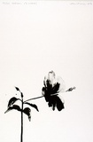 Artist: ROSE, David | Title: Hibiscus (4 o'clock) | Date: 1974 | Technique: lithograph, printed in black ink, from one zinc plate