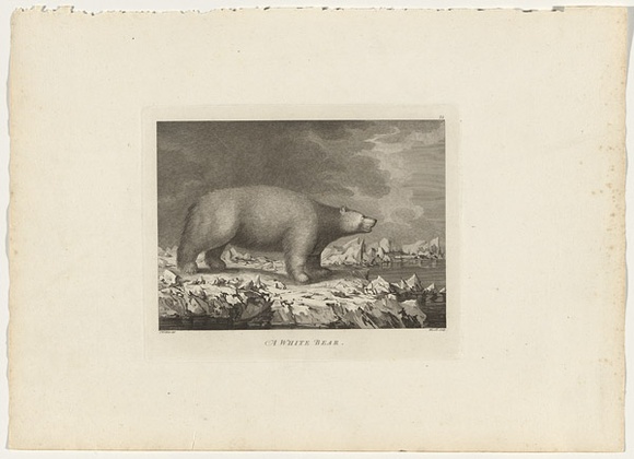 Title: b'A white bear' | Date: 1784 | Technique: b'engraving, printed in black ink, from one plate'