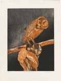 Artist: b'GRIFFITH, Pamela' | Title: b'Australian masked owl' | Date: 1981 | Technique: b'etching, aquatint, spray resist printed in colour from two zinc plates' | Copyright: b'\xc2\xa9 Pamela Griffith'