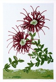 Artist: letcher, William. | Title: Grevillea punicea. | Date: 1979 | Technique: screenprint, printed in colour, from multiple stencils | Copyright: With the permission of The William Fletcher Trust which provides assistance to young artists.