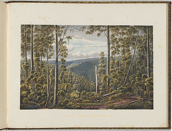 Artist: b'von Gu\xc3\xa9rard, Eugene' | Title: b'Forest, Cape Otway Ranges' | Date: (1866 - 68) | Technique: b'lithograph, printed in colour, from multiple stones [or plates]'