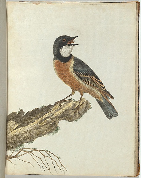 Artist: b'Lewin, J.W.' | Title: b'Orange breast thrush.' | Date: 1803-1805 | Technique: b'etching, printed in black ink, from one copper plate; hand-coloured'
