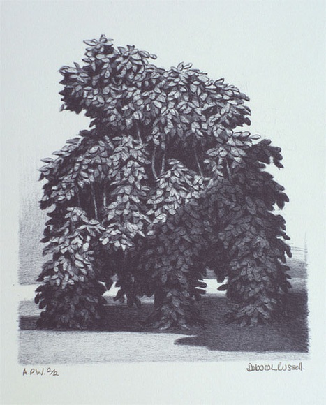 Artist: b'Russell,, Deborah.' | Title: b'not titled [bush partially in shadow]' | Date: 2001, March | Technique: b'lithograph, printed in blue ink, from one stone'