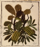 Artist: b'OGILVIE, Helen' | Title: b'Banksia' | Date: c.1938 | Technique: b'linocut, printed in colour, from three blocks'