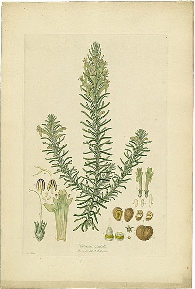 Artist: b'Bauer, Ferdinand.' | Title: b'Chloanthes stoechadis.' | Date: 1806-13 | Technique: b'engraving, printed in colour, from one plate; hand-coloured; letterpress'