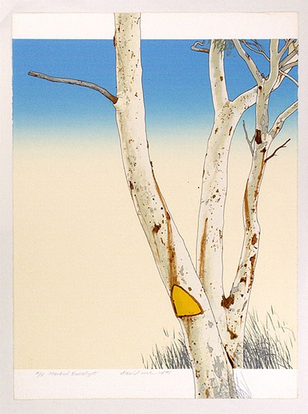 Artist: b'ROSE, David' | Title: b'Marked eucalypt' | Date: 1975 | Technique: b'screenprint, printed in colour, from multiple stencils'