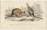 Artist: b'Fournier, F\xc3\xa9licie.' | Title: b'Kangurou \xc3\xa0 dos noir [Grey kangaroo].' | Date: 1839 | Technique: b'engraving, printed in black ink, from one copper plate; hand-coloured'