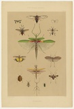 Artist: b'Angas, George French.' | Title: b'Entomology.' | Date: 1846-47 | Technique: b'lithograph, printed in colour, from multiple stones; varnish highlights by brush'