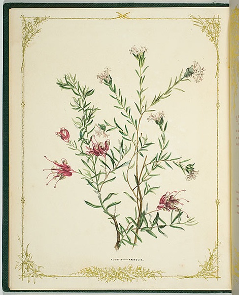 Artist: b'De Mole, Fanny.' | Title: b'Fuchsia and primelia.' | Date: 1861 | Technique: b'lithograph, printed in black ink, from one stone; hand-coloured'