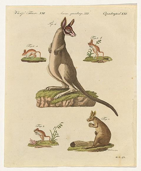 Title: b'not titled [Stubbs style kangaroo]' | Date: c1801-15 | Technique: b'engraving, printed in black ink, from multiple copper plates; hand-coloured'