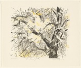 Artist: b'MACQUEEN, Mary' | Title: b'Cockatoo' | Date: 1982 | Technique: b'lithograph, printed in colour, from multiple plates' | Copyright: b'Courtesy Paulette Calhoun, for the estate of Mary Macqueen'