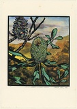 Title: b'Banksia serrata - old man banksia' | Date: 1990 | Technique: b'screenprint, printed in colour, from multiple stencils'