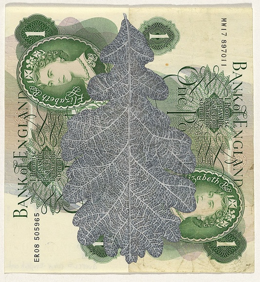 Artist: b'HALL, Fiona' | Title: b'Quercus robur - English oak (English currency)' | Date: 2000 - 2002 | Technique: b'gouache' | Copyright: b'\xc2\xa9 Fiona Hall'