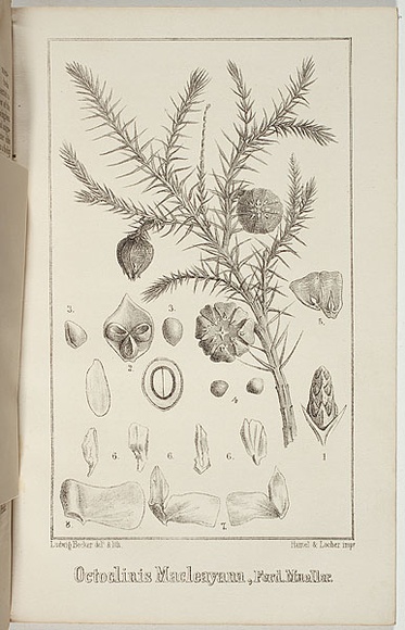 Artist: b'Becker, Ludwig.' | Title: b'Octoclinis macleayana.' | Date: 1857 | Technique: b'lithograph, printed in black ink, from one stone'