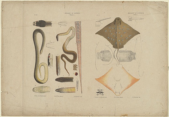 Artist: b'Hamel, Julius.' | Title: b'Proof sheet of four images of reptiles and fishes.' | Date: 1878 | Technique: b'lithograph, printed in colour, from multiple stones'