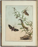 Artist: Lewin, J.W. | Title: Sphinx ardenia | Date: 28 February 1804 | Technique: etching, printed in black ink, from one copper plate; hand-coloured