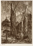 Artist: STOCKFELD, R.H. | Title: Rural scene, tall gums | Date: c.1935 | Technique: etching, printed in black ink, from one plate