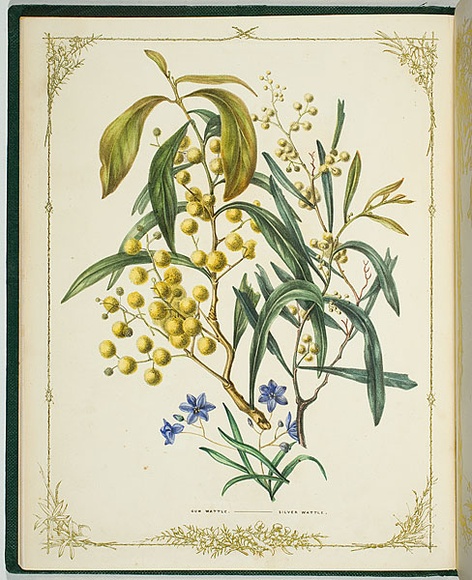 Artist: b'De Mole, Fanny.' | Title: b'Gum wattle and silver wattle.' | Date: 1861 | Technique: b'lithograph, printed in black ink, from one stone; hand-coloured'