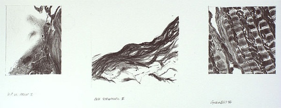 Artist: Bird, Cynthia. | Title: Cell structure I | Date: 1986 | Technique: lithograph printed in black ink from one stone