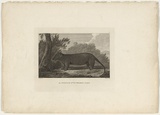 Title: bAn opossum of Van Diemen's Land | Date: 1784 | Technique: b'engraving, printed in black ink, from one plate'