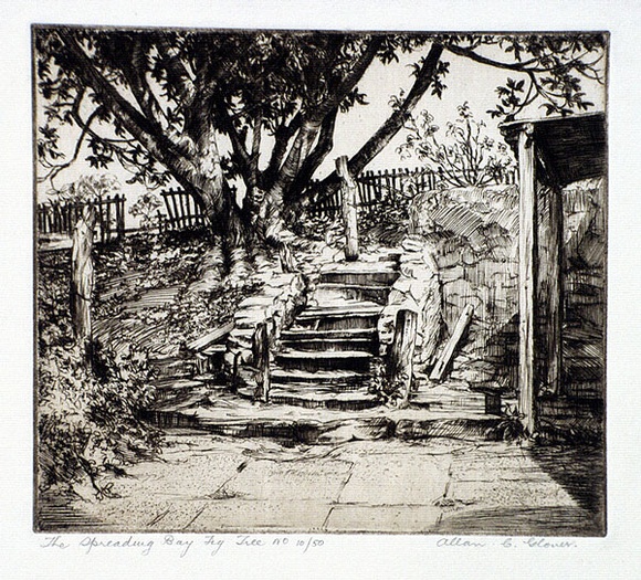 Artist: b'Glover, Allan.' | Title: b'The Spreading Bay fig tree' | Date: 1931 | Technique: b'etching and aquatint, printed in brown ink, from one plate'