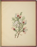 Artist: b'WALKER, Annie' | Title: b'Darwinia fascicularis and ricinocarpus pinifolius.' | Date: 1887 | Technique: b'lithograph, printed in black ink, from one stone; hand-coloured'