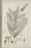 Title: Macadamia ternifolia. | Date: 1857 | Technique: lithograph, printed in black ink, from one stone