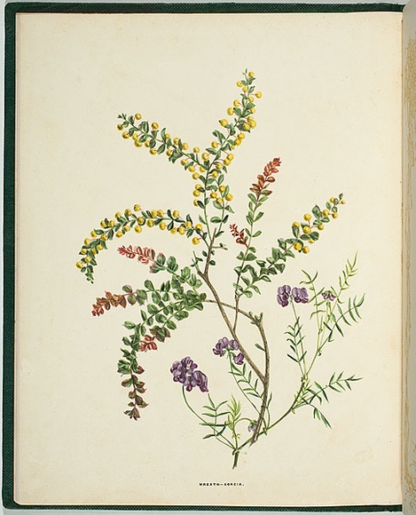 Artist: b'De Mole, Fanny.' | Title: b'Wreath and acacia.' | Date: 1861 | Technique: b'lithograph, printed in black ink, from one stone; hand-coloured'