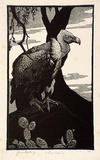 Artist: b'LINDSAY, Lionel' | Title: b'Indian Vulture' | Date: 1933 | Technique: b'wood-engraving, printed in black ink, from one block' | Copyright: b'Courtesy of the National Library of Australia'