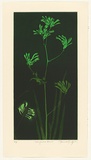 Artist: b'GRIFFITH, Pamela' | Title: b'Kangaroo Paws' | Date: 1987 | Technique: b'hardground-etching and aquatint, printed in colour, from two zinc plates' | Copyright: b'\xc2\xa9 Pamela Griffith'