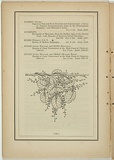Title: b'not titled [muehlenbeckia complexa].' | Date: 1861 | Technique: b'woodengraving, printed in black ink, from one block'