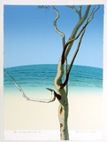 Artist: b'ROSE, David' | Title: b'Eucalypt - Bateau Bay II' | Date: 1976 | Technique: b'screenprint, printed in colour, from multiple stencils'