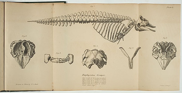 Artist: b'WALL, William S' | Title: b'Euphysetes grayii' | Date: 1851 | Technique: b'lithograph, printed in black ink, from one stone'