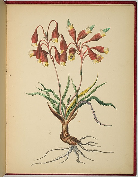 Artist: b'WALKER, Annie' | Title: b'Blandfordia nobilis [Christmas bells or swamp bells].' | Date: 1887 | Technique: b'lithograph, printed in black ink, from one stone; hand-coloured'