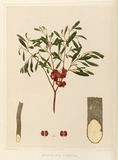 Artist: b'Fiveash, Rosa' | Title: b'Dodonaea viscosa.' | Date: 1890 | Technique: b'lithograph, printed in colour, from multiple stones [or plates]'