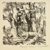 Artist: b'Herbert, Harold.' | Title: b'Forest' | Date: c.1931 | Technique: b'lithograph, printed in black ink, from one stone'