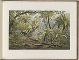 Artist: b'von Gu\xc3\xa9rard, Eugene' | Title: b'Ferntree Gully, Dandenong Ranges, Victoria.' | Date: (1866 - 68) | Technique: b'lithograph, printed in colour, from multiple stones'