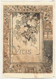 Artist: Campbell, C. | Title: not titled [Vitis: Native grapes]. | Technique: etching and aquatint, printed in black and brown ink, from two plates