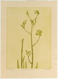 Artist: b'GRIFFITH, Pamela' | Title: b'Anigonsanthos Veridis' | Date: 1978 | Technique: b'soft ground, aquatint printed in green ink, from one zinc plate' | Copyright: b'\xc2\xa9 Pamela Griffith'