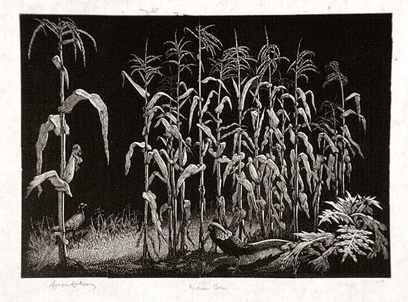 Artist: b'LINDSAY, Lionel' | Title: b'Indian corn' | Date: 1937 | Technique: b'wood-engraving, printed in black ink, from one block' | Copyright: b'Courtesy of the National Library of Australia'