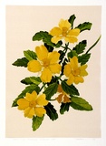 Artist: letcher, William. | Title: Twining Guinea flower. | Date: 1979 | Technique: screenprint, printed in colour, from multiple stencils | Copyright: With the permission of The William Fletcher Trust which provides assistance to young artists.