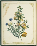 Artist: b'De Mole, Fanny.' | Title: b'Daphneoides and brunonia.' | Date: 1861 | Technique: b'lithograph, printed in black ink, from one stone; hand-coloured'