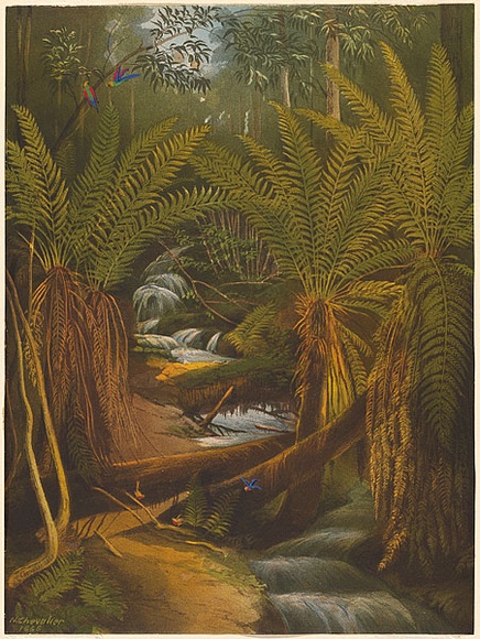 Artist: b'Chevalier, Nicholas.' | Title: b'Ferntree Gully, Mt. Useful, Gippsland.' | Date: 1865 | Technique: b'lithograph, printed in colour, from multiple stones'