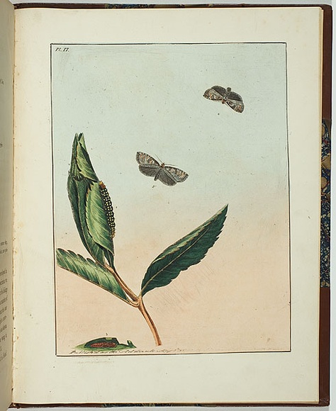 Artist: b'Lewin, J.W.' | Title: b'Tortrix australana' | Date: 08/05/1803 | Technique: b'etching, printed in black ink, from one copper plate; hand-coloured'