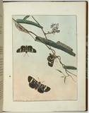 Artist: b'Lewin, J.W.' | Title: b'Plalaenoides glycinoe.' | Date: 23 September 1803 | Technique: b'etching, printed in black ink, from one copper plate; hand-coloured'