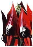 Artist: b'Newmarch, Ann.' | Title: b'Malu Karu (Sturt Desert Pea)' | Date: 1980 | Technique: b'screenprint, printed in colour, from multiple stencils'