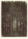 Artist: b'Bragge, Anita.' | Title: b'Thuringer Wald' | Date: 1999, November | Technique: b'etching, printed in black ink with plate-tone, from one plate'