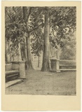 Artist: b'Allport, C.L.' | Title: b'(Trees in an Italian garden).' | Date: c.1920 | Technique: b'lithograph, printed in black ink, from one stone [or plate]'